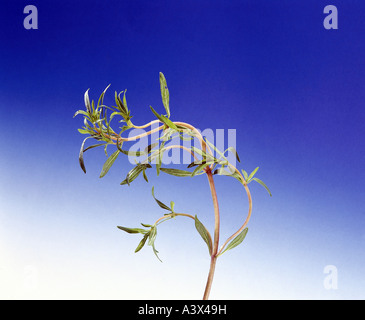 botany, Verbena, Common Vervain, (Verbena officinalis), studio shot, Simpler`s Joy, Holy Herb, Verbenaceae, clipping, cut out, Stock Photo